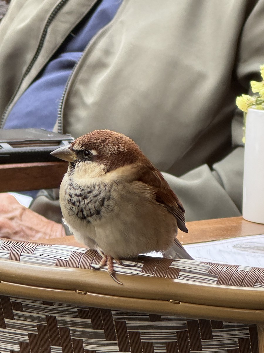 Italian Sparrow - ML645386063