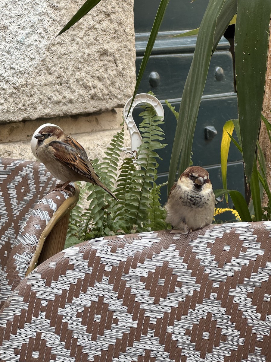 Italian Sparrow - ML645386064