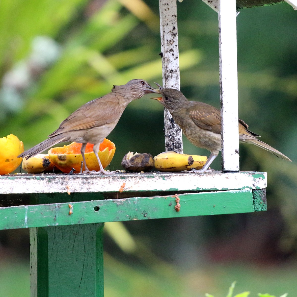 Pale-breasted Thrush - ML645386067