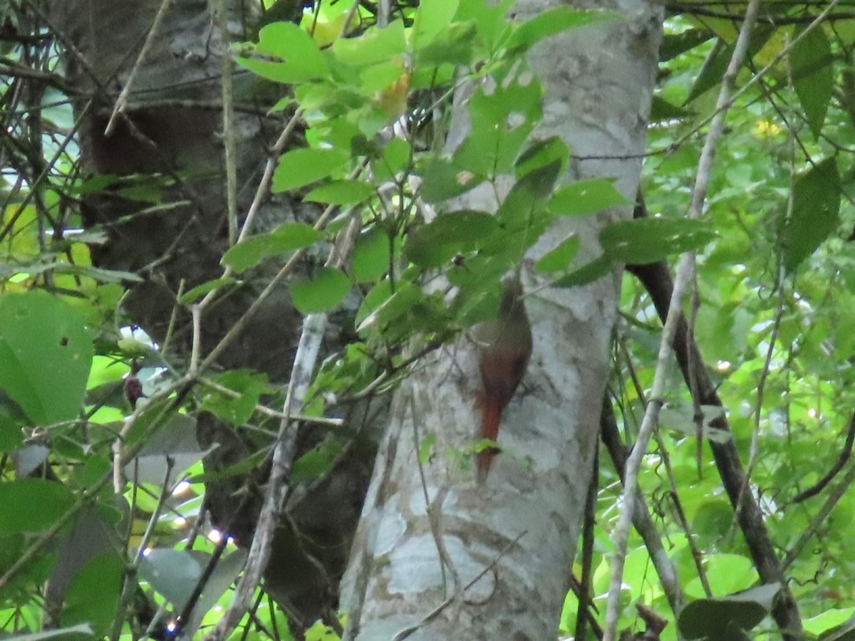 Olivaceous Woodcreeper - ML645386070