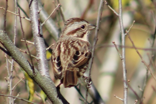 Song Sparrow - ML645386077