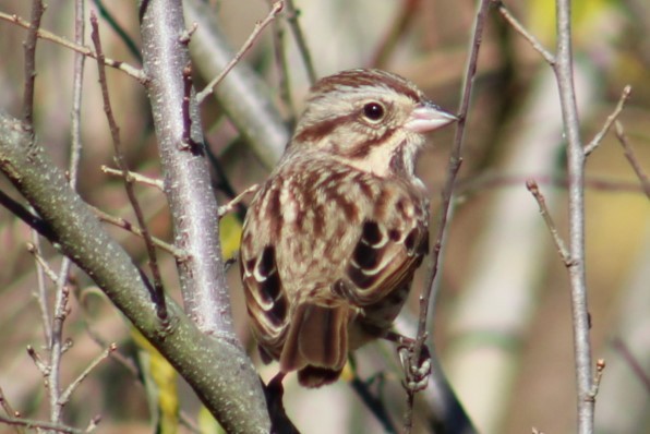 Song Sparrow - ML645386078
