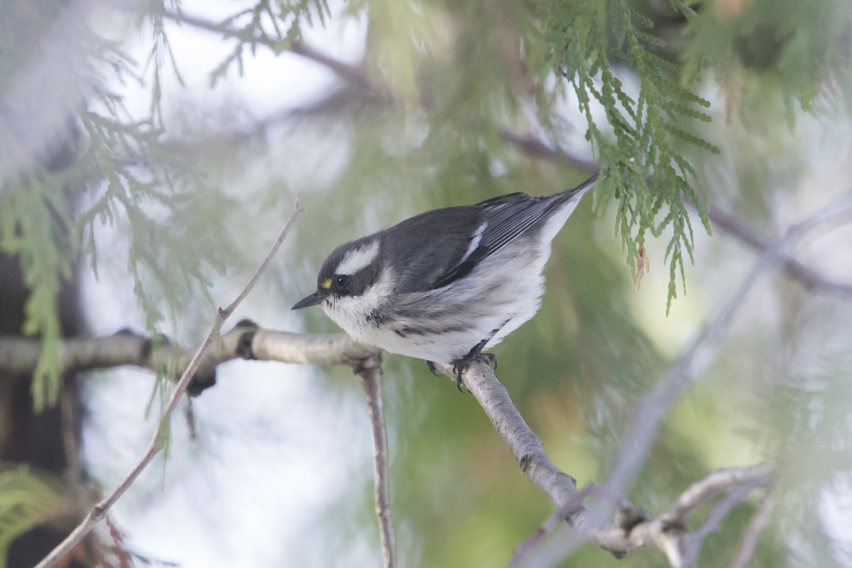 Black-throated Gray Warbler - ML645386081