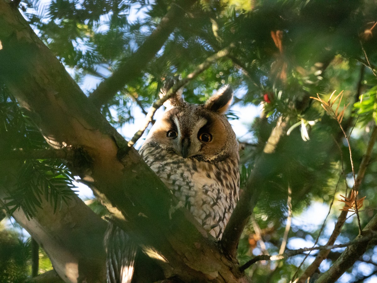Long-eared Owl - ML645386085