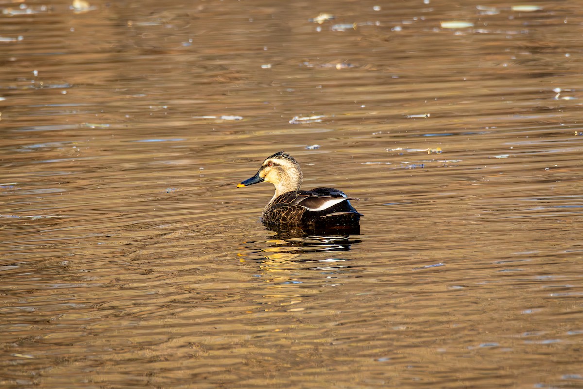 Eastern Spot-billed Duck - ML645386092
