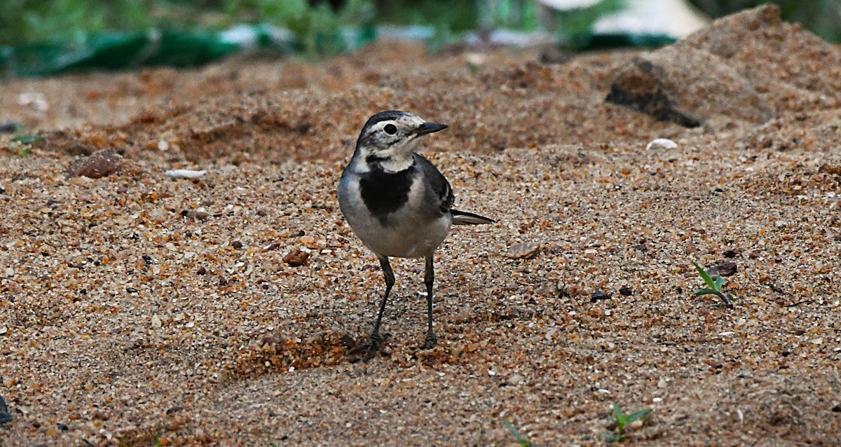 White Wagtail - ML645386093