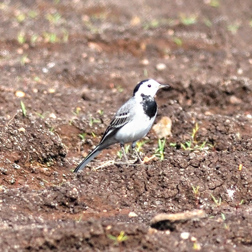 White Wagtail - ML645386095