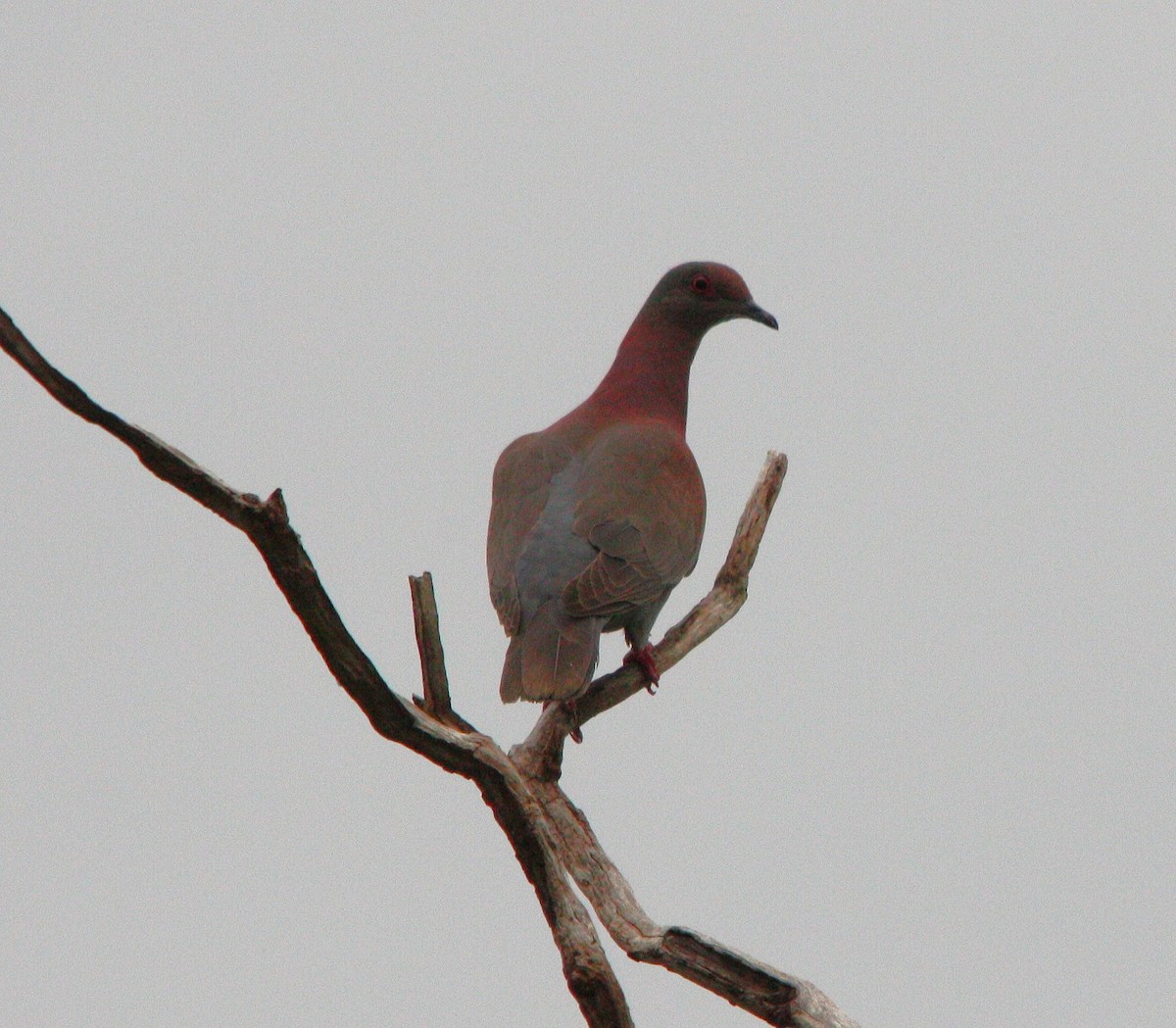 Pale-vented Pigeon - ML645386096