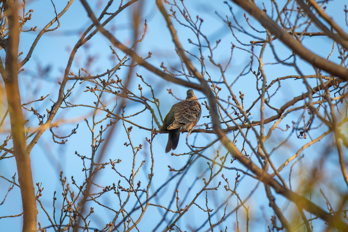 Oriental Turtle-Dove - ML645386098