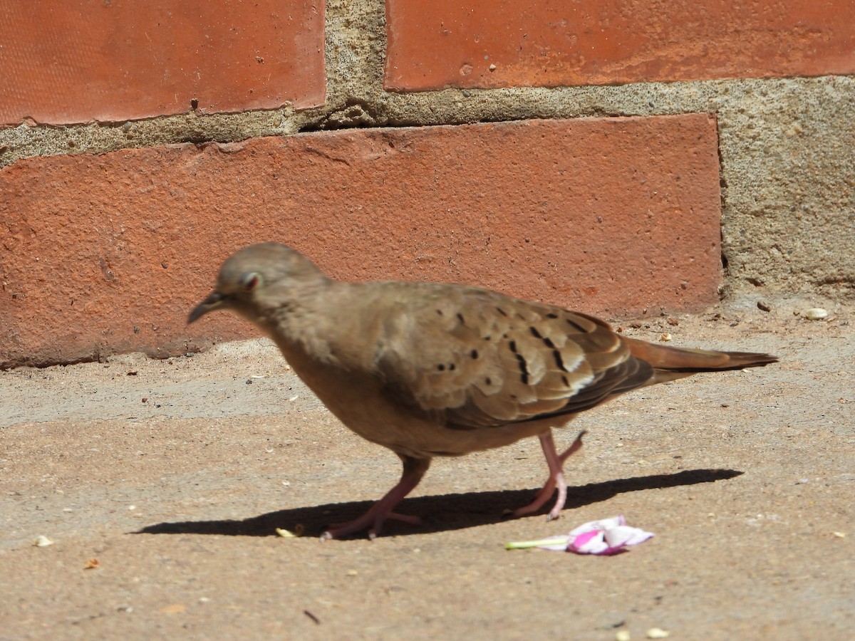 Коричневая земляная горлица - ML645386111