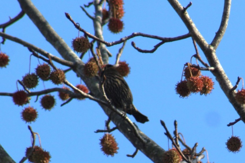 Red-winged Blackbird - ML645386121