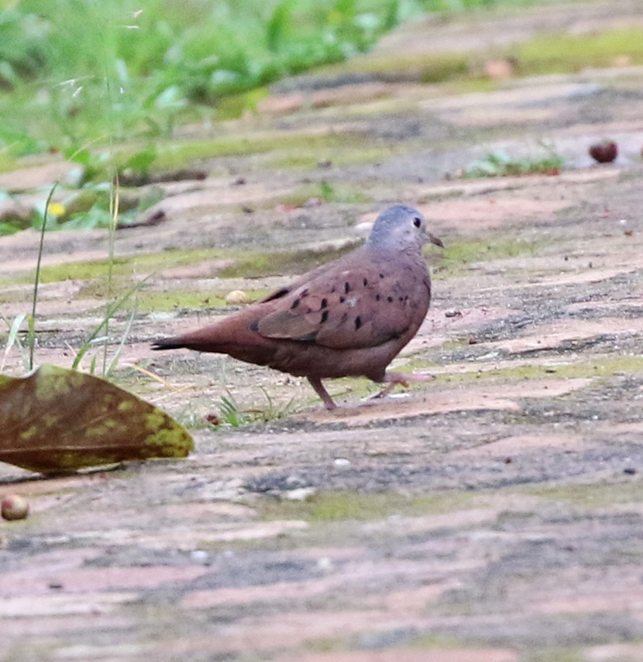 Коричневая земляная горлица - ML645386125