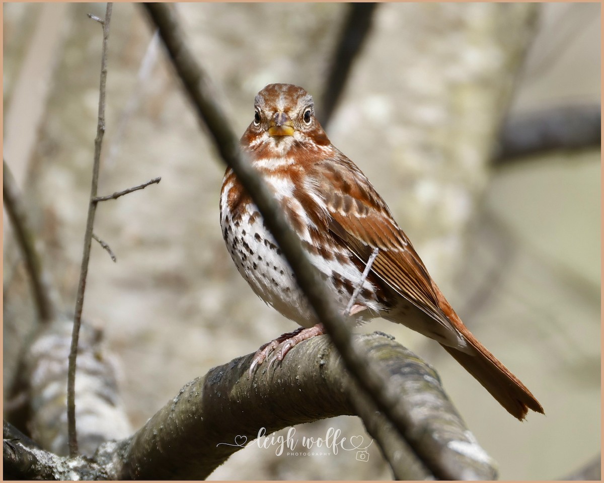 strnadec kaštanový - ML645386127