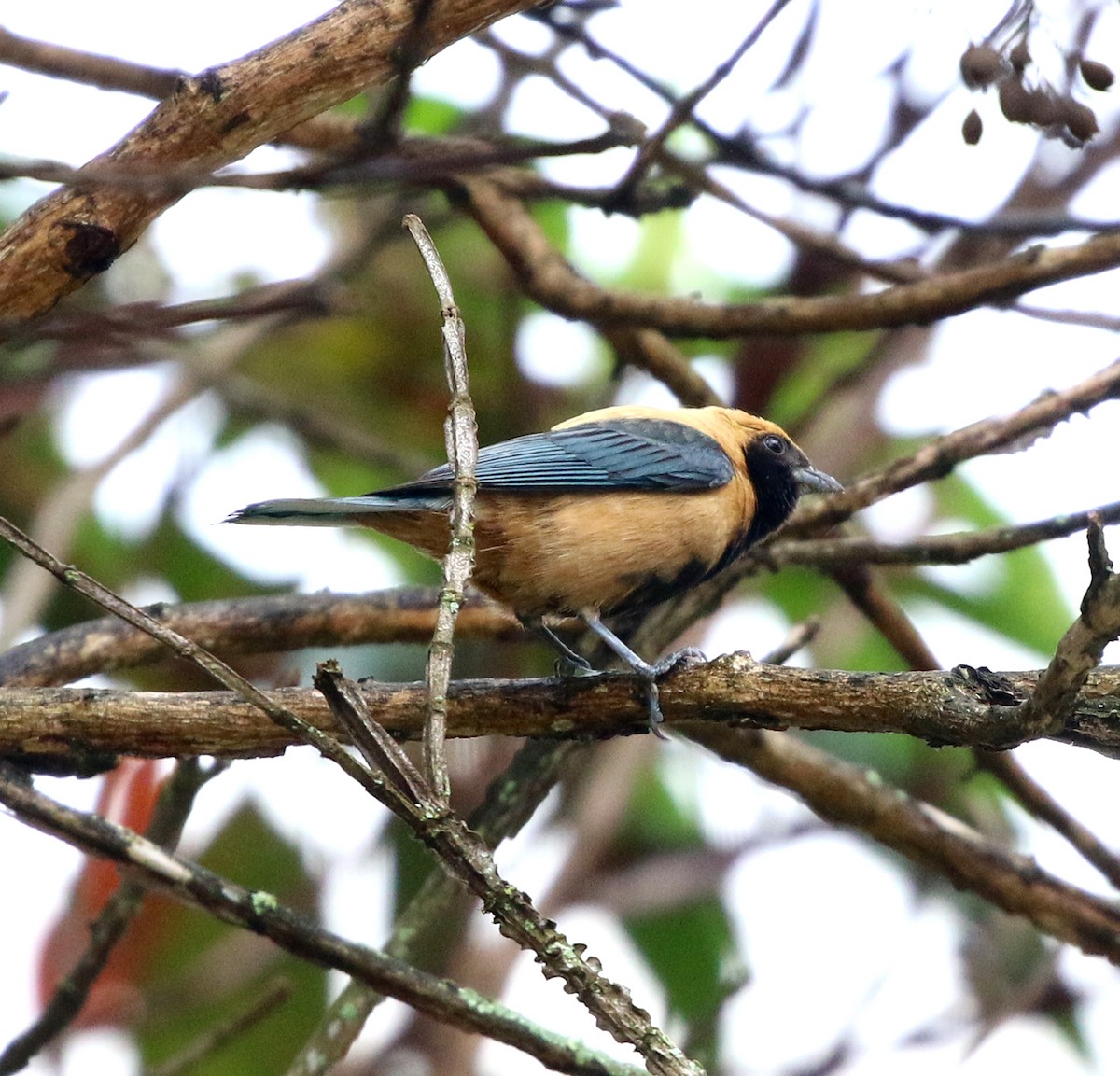 Burnished-buff Tanager - ML645386132