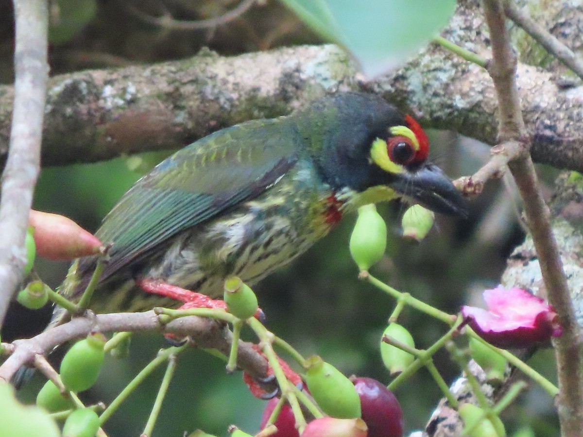 Coppersmith Barbet (Philippine Yellow-faced) - ML645386158