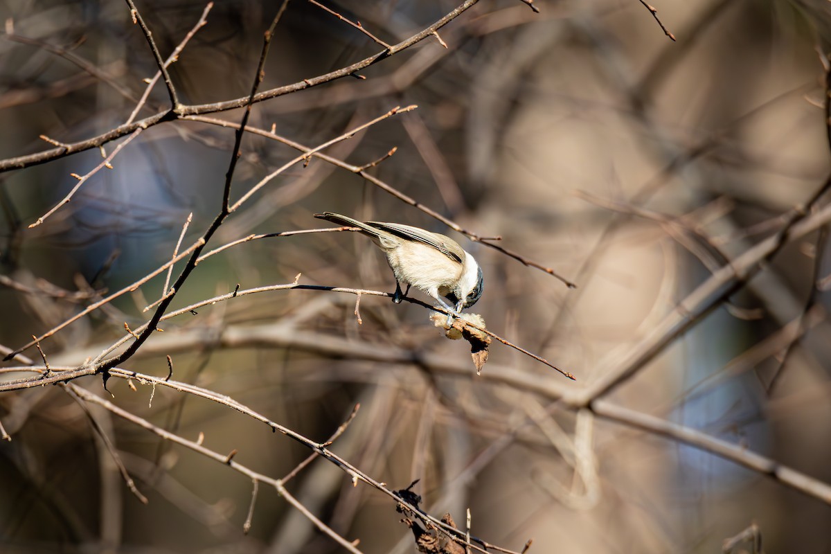 Marsh Tit - ML645386160