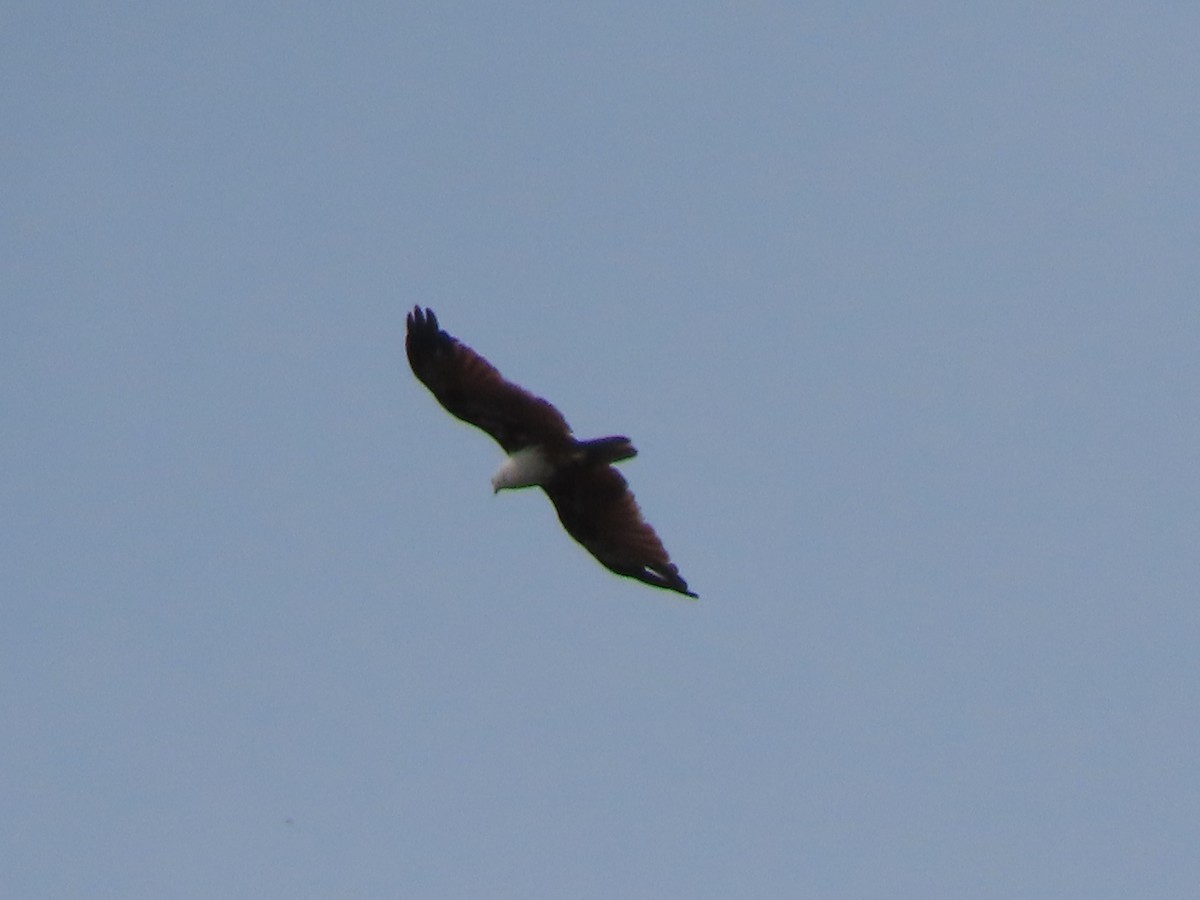 Brahminy Kite - ML645386162