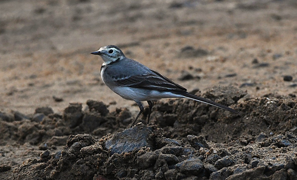 White Wagtail - ML645386163