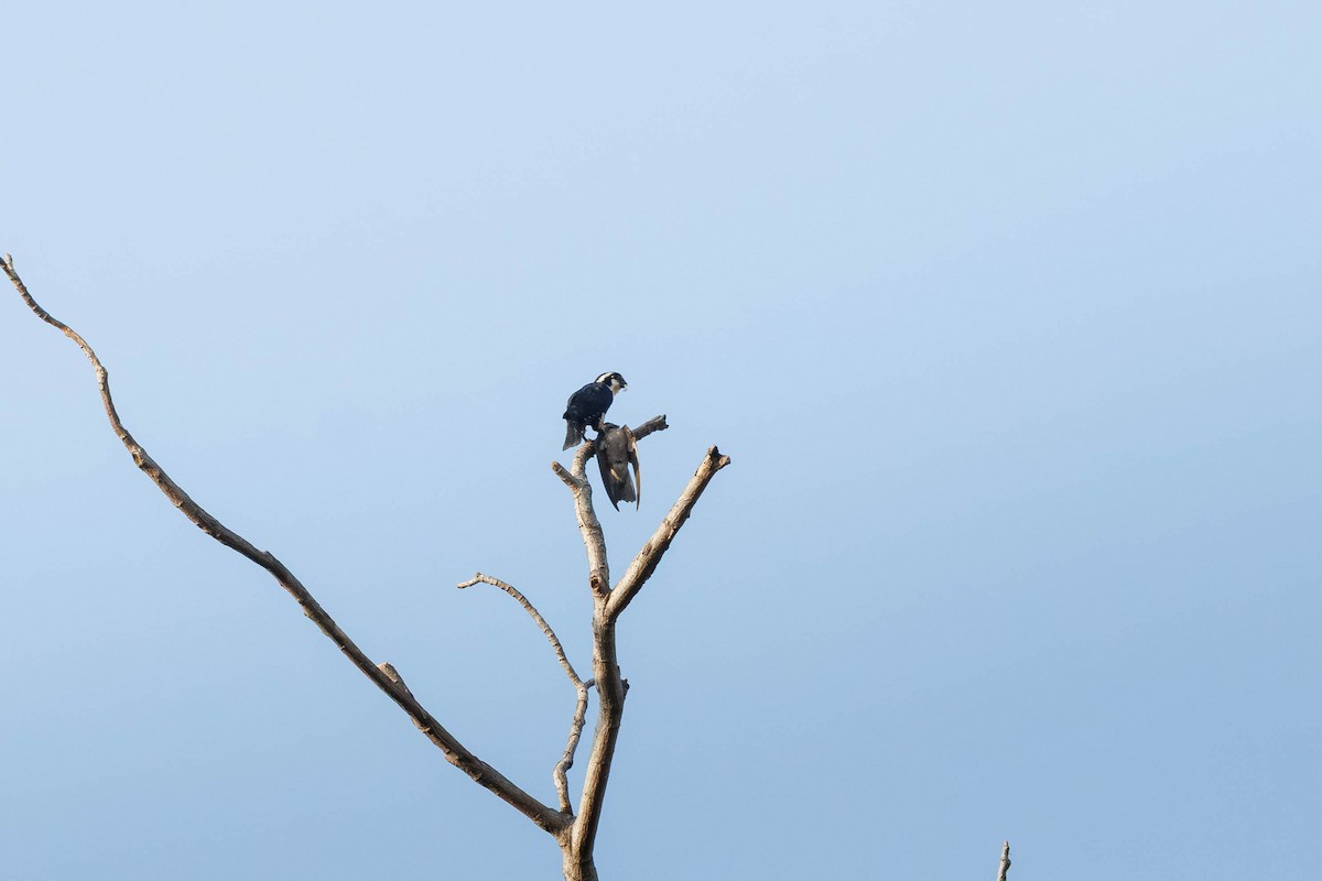 Black-thighed Falconet - ML645386167