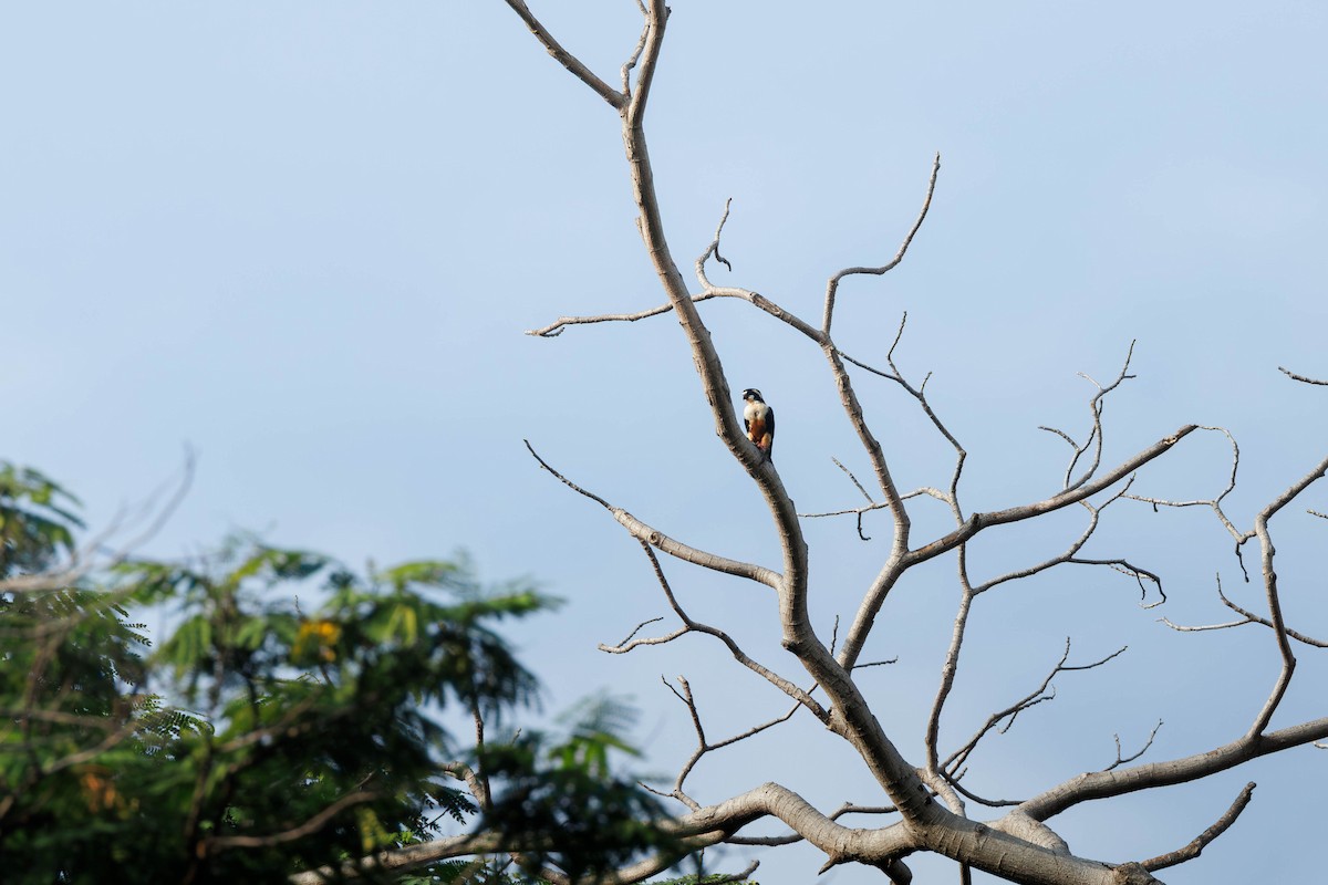 Black-thighed Falconet - ML645386169