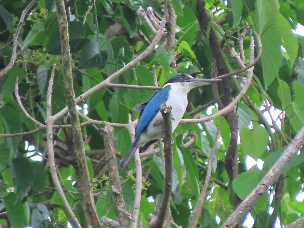 Collared Kingfisher (Collared) - ML645386170