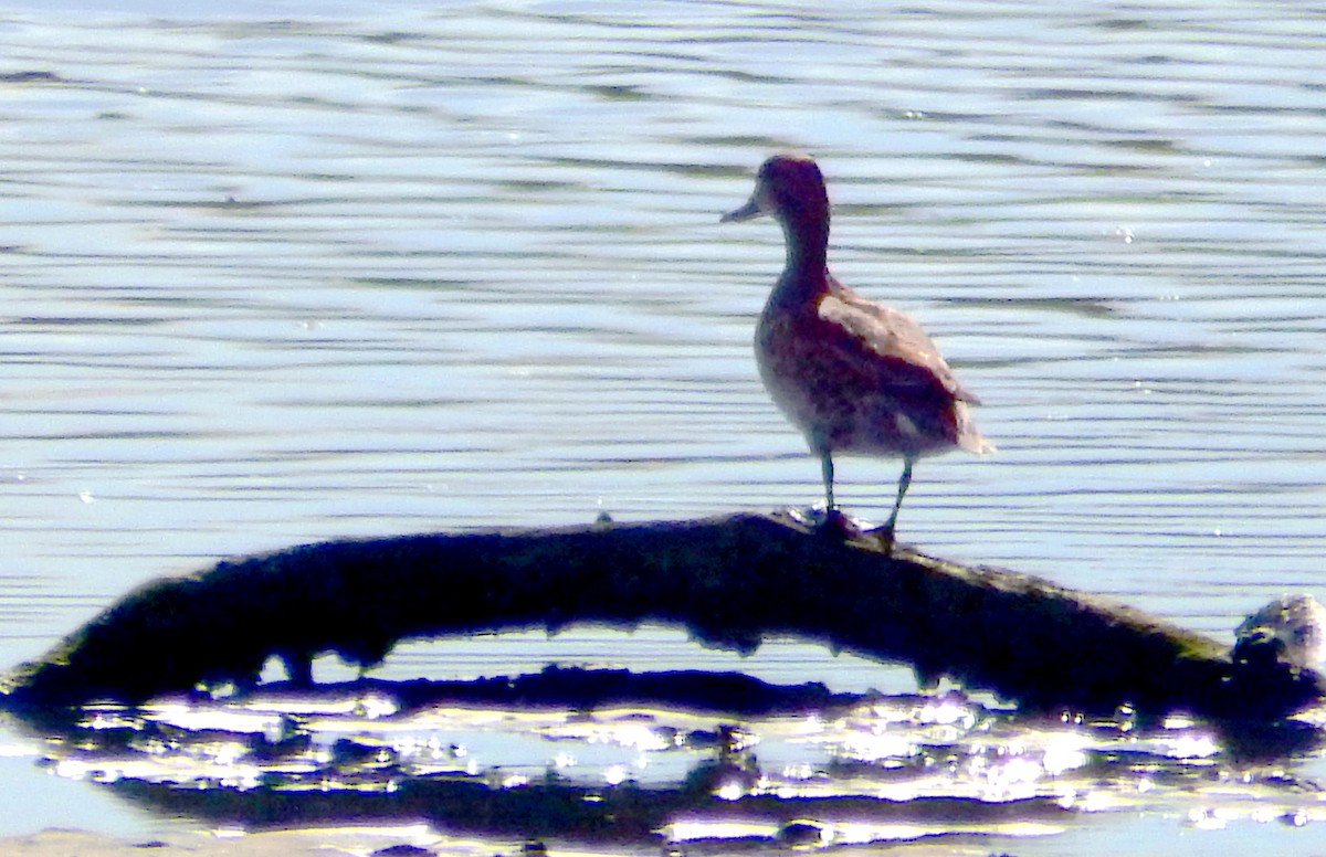 Green-winged Teal - ML645386180