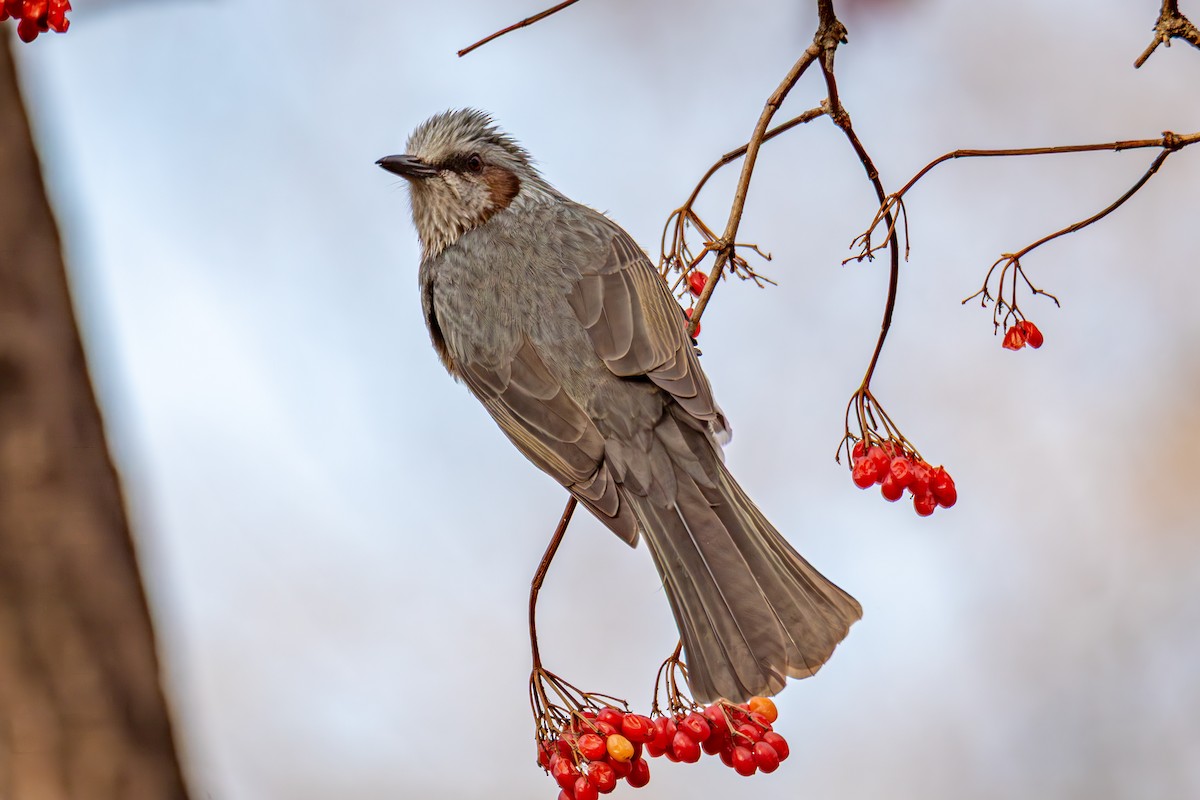 Brown-eared Bulbul - ML645386181