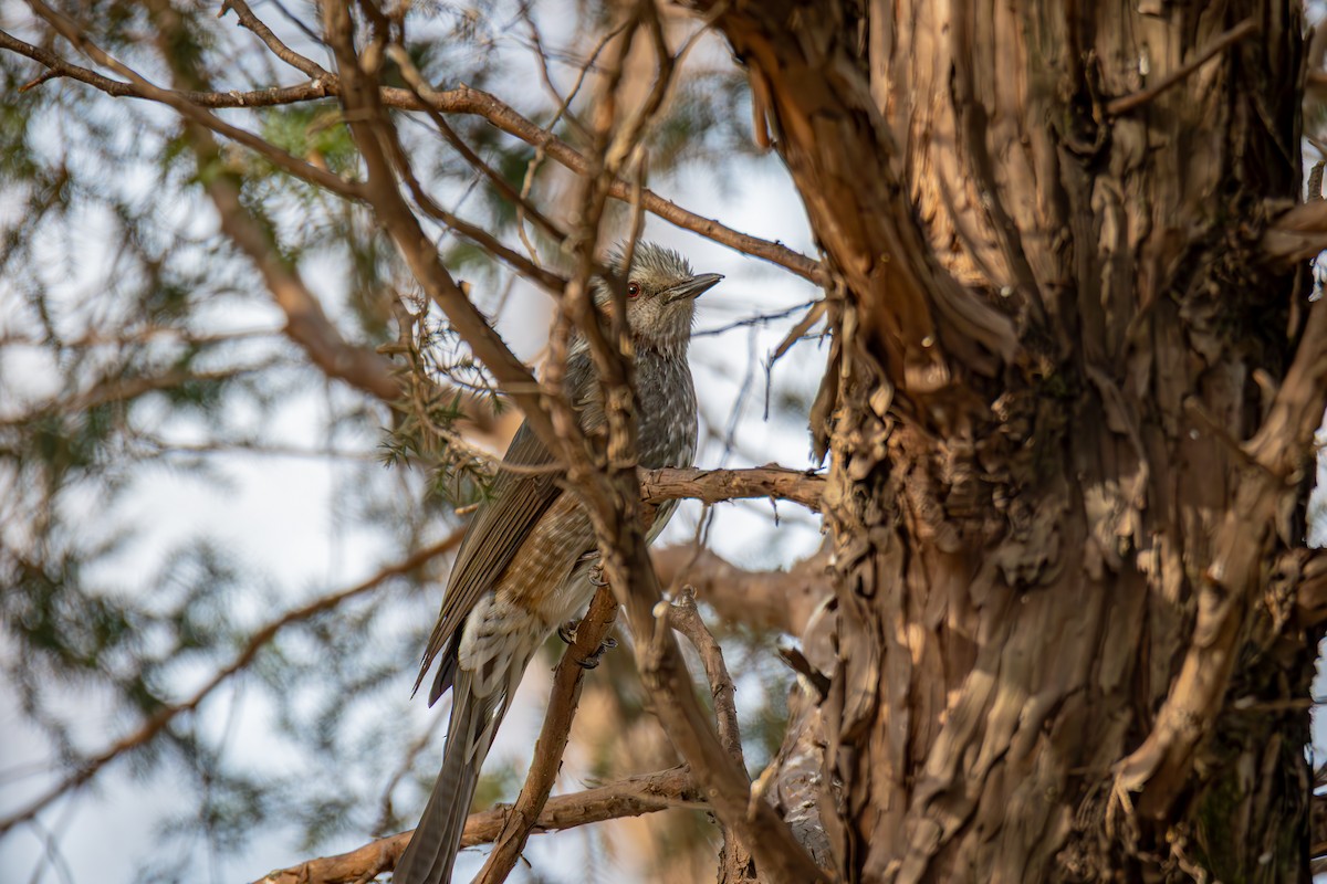 Brown-eared Bulbul - ML645386182