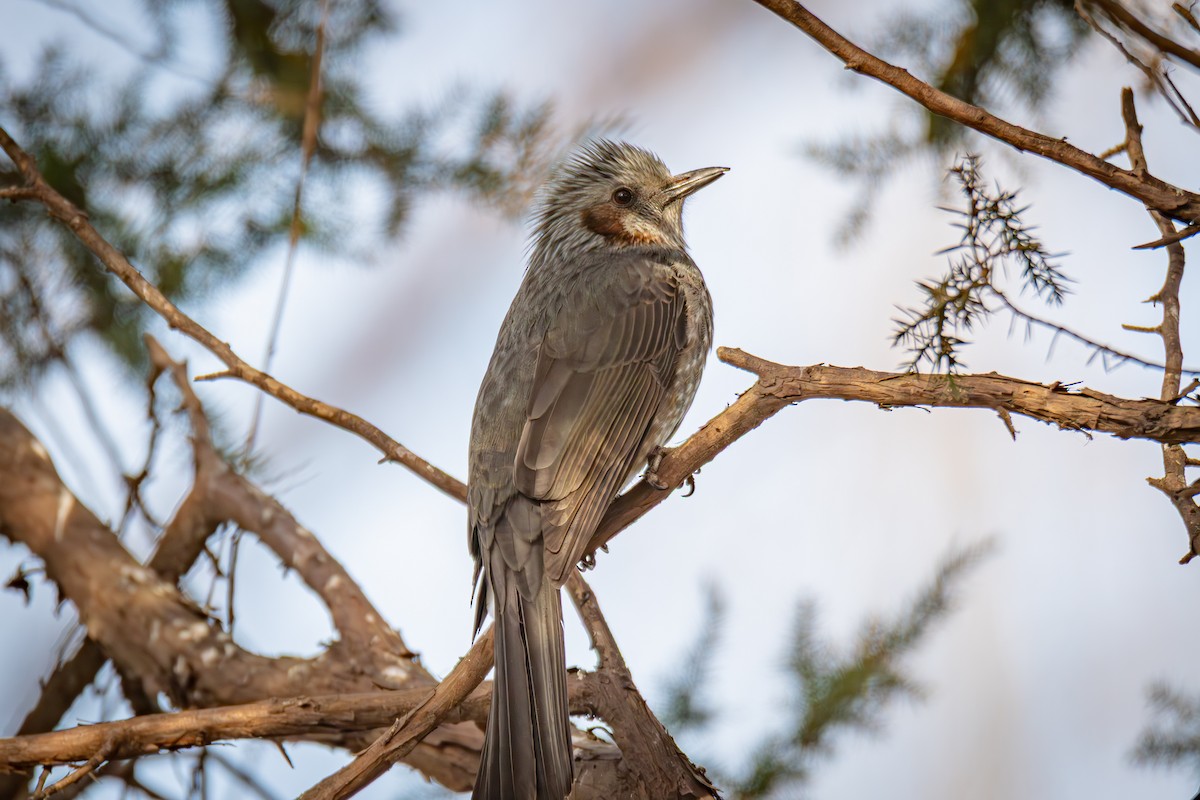 Brown-eared Bulbul - ML645386183
