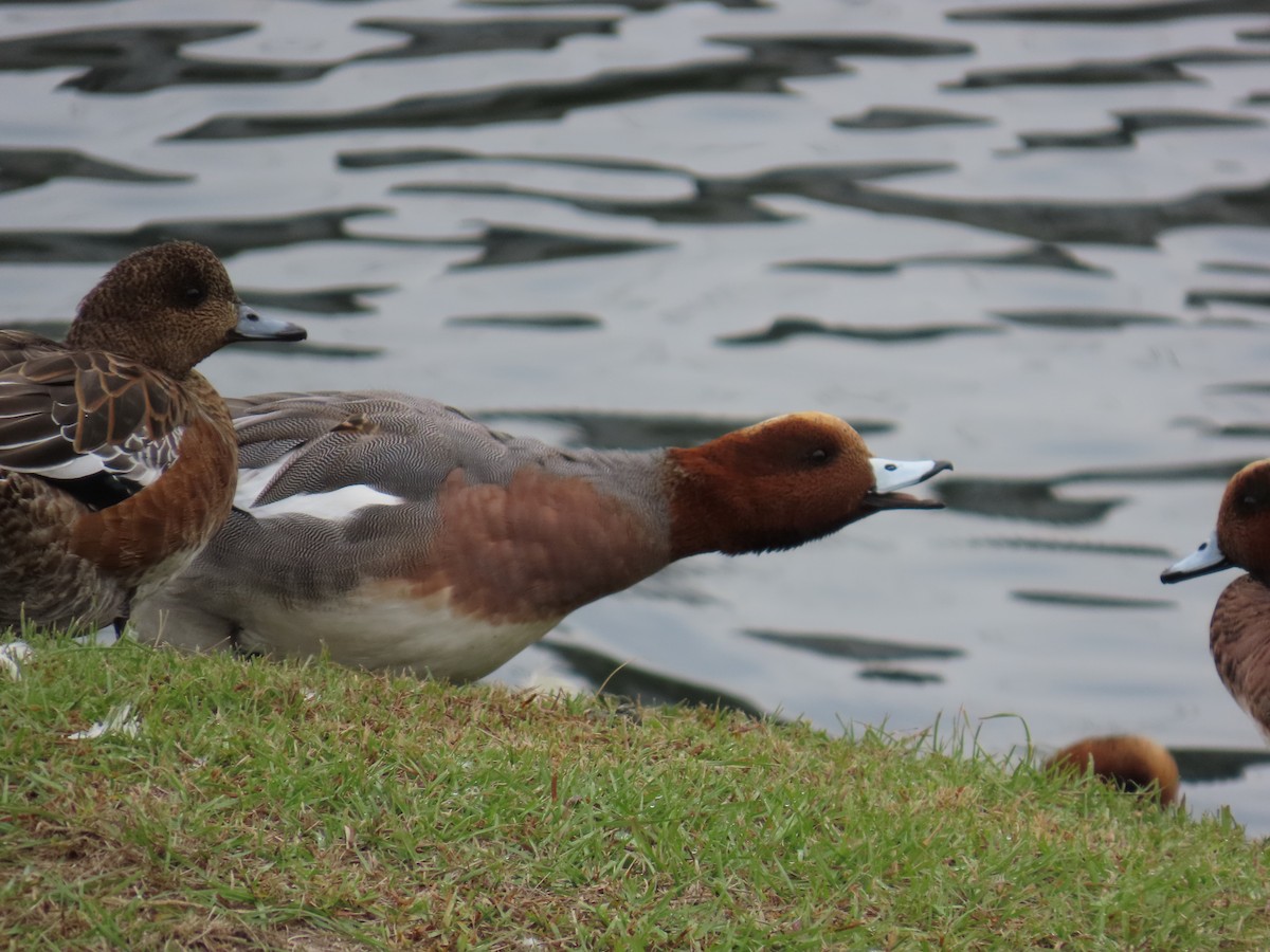 Eurasian Wigeon - ML645386185