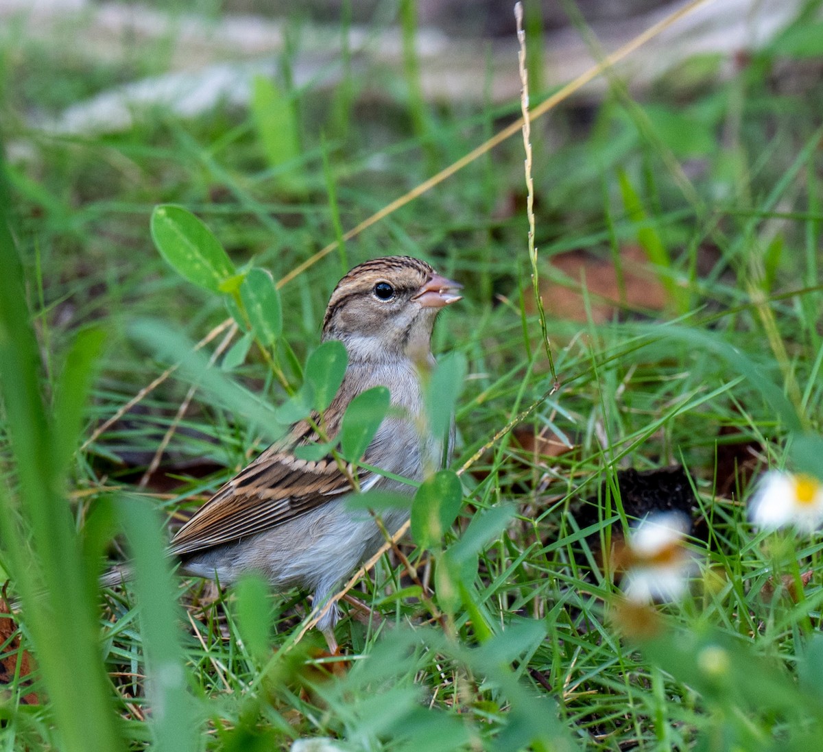 Chipping Sparrow - ML645386186