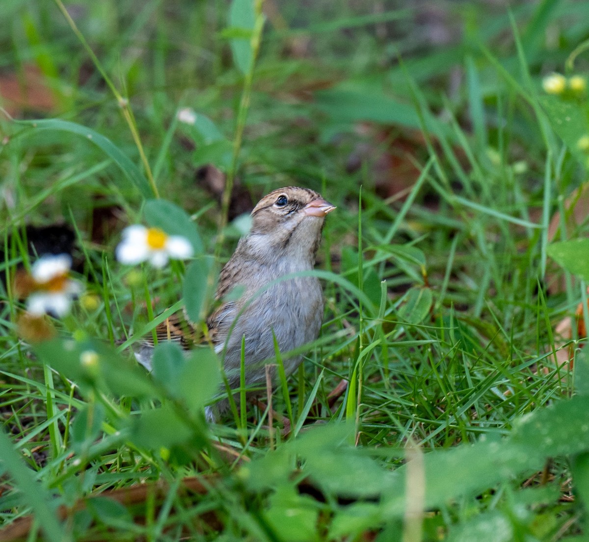 Chipping Sparrow - ML645386187