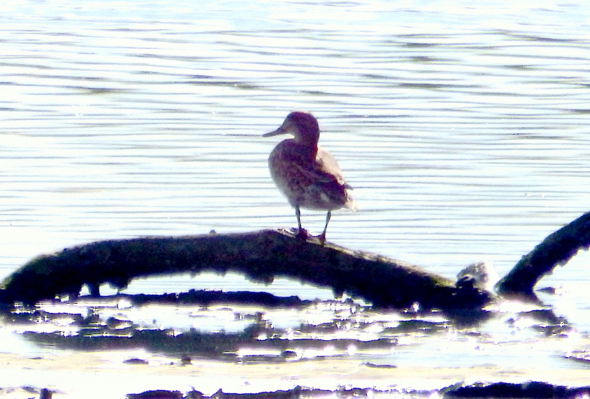 Çamurcun - ML645386188