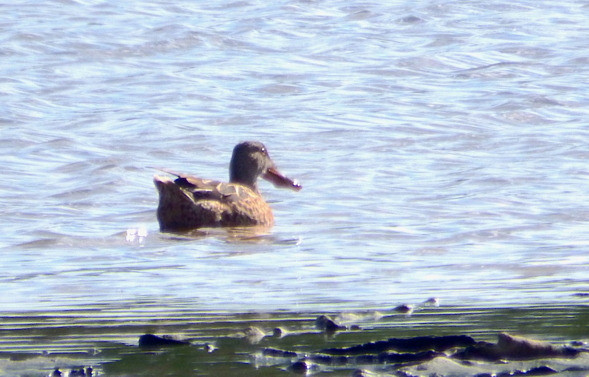 Kaşıkgaga - ML645386191