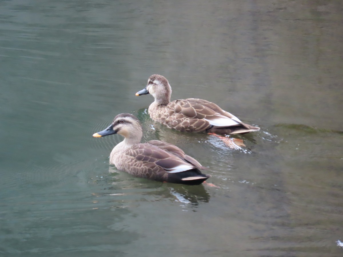 Eastern Spot-billed Duck - ML645386192