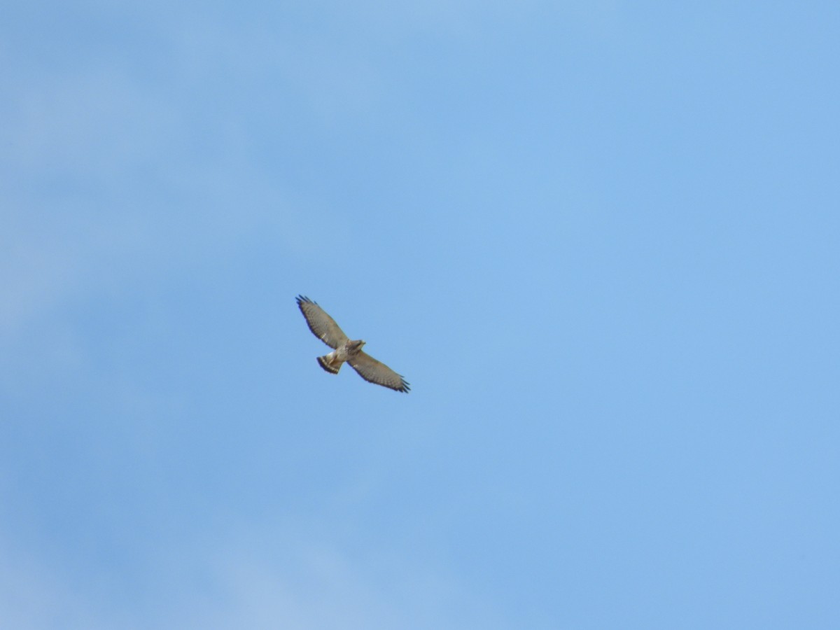 Broad-winged Hawk - ML645386193