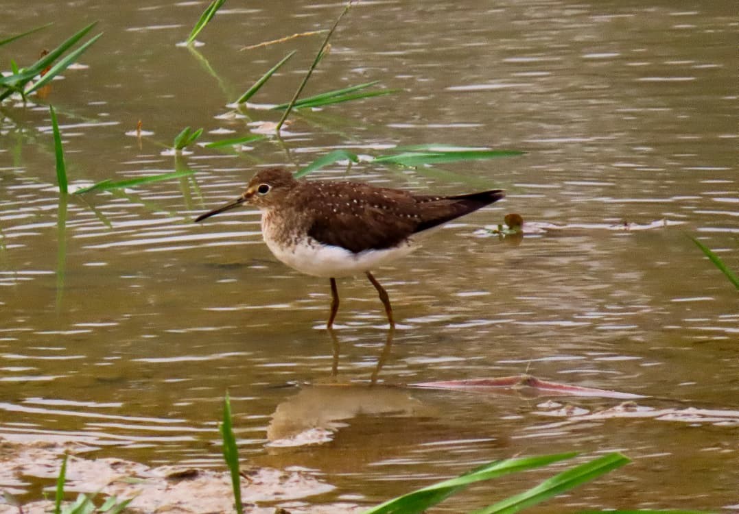 Einsiedelwasserläufer - ML645386195