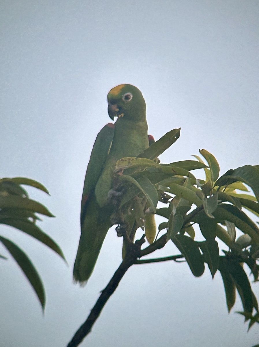 Yellow-crowned Amazon - ML645386198