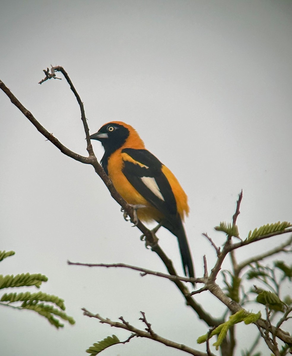 Orange-backed Troupial - ML645386202