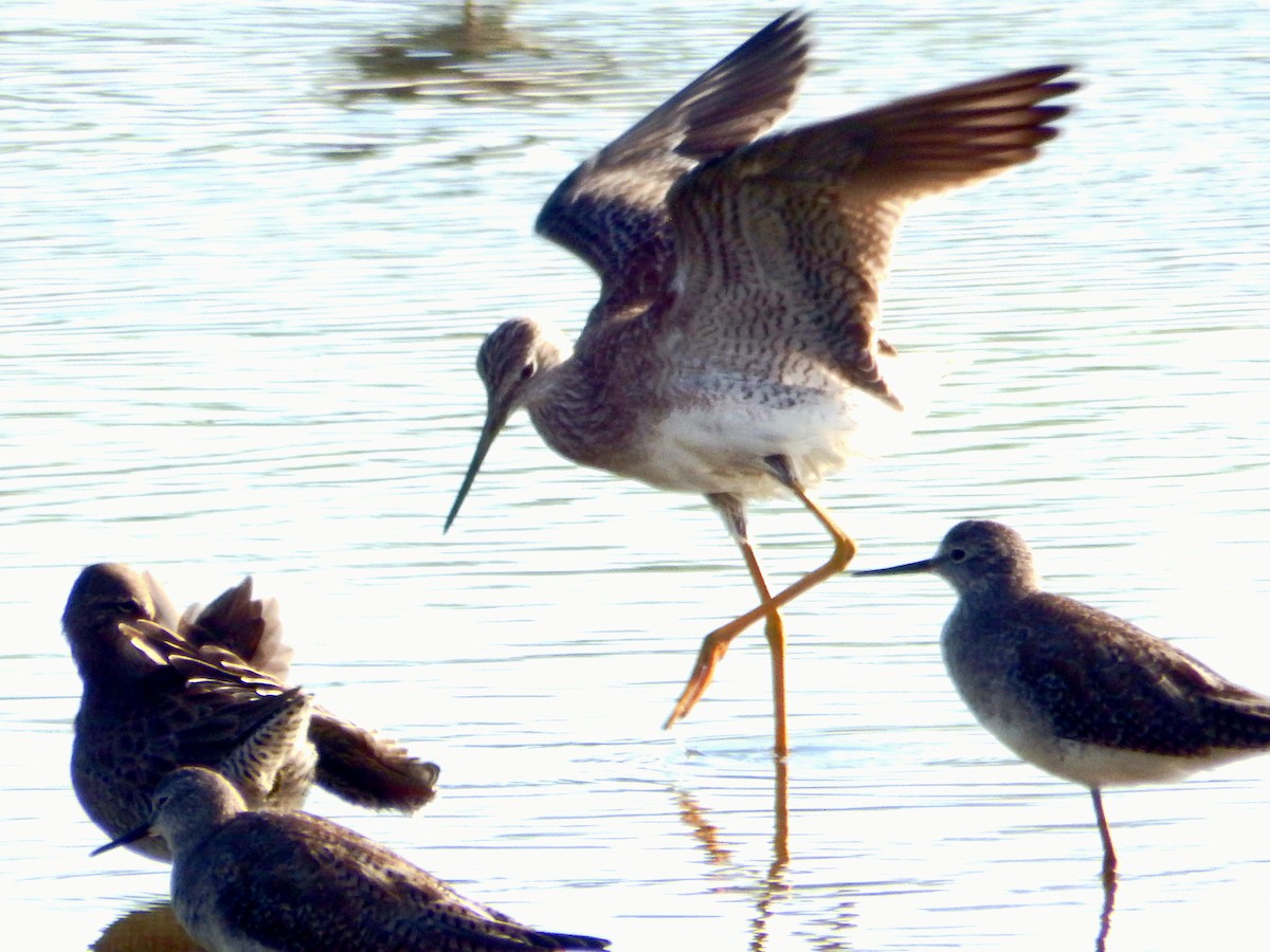 Büyük Sarıbacak - ML645386211