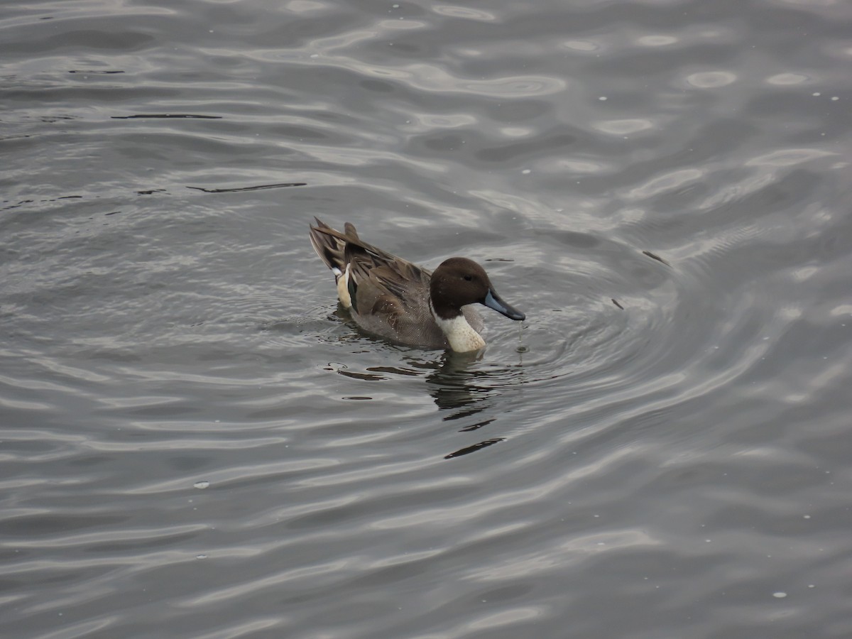 Northern Pintail - ML645386215