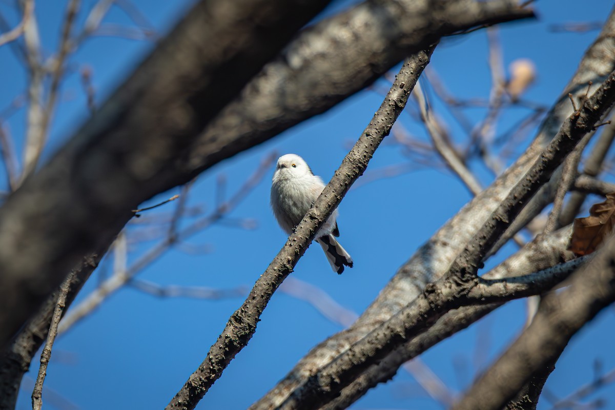 Long-tailed Tit - ML645386221