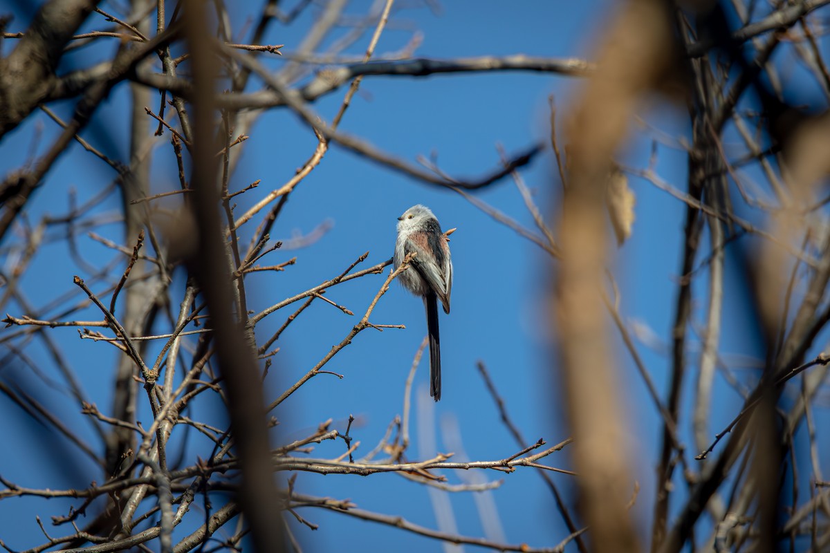 Long-tailed Tit - ML645386222
