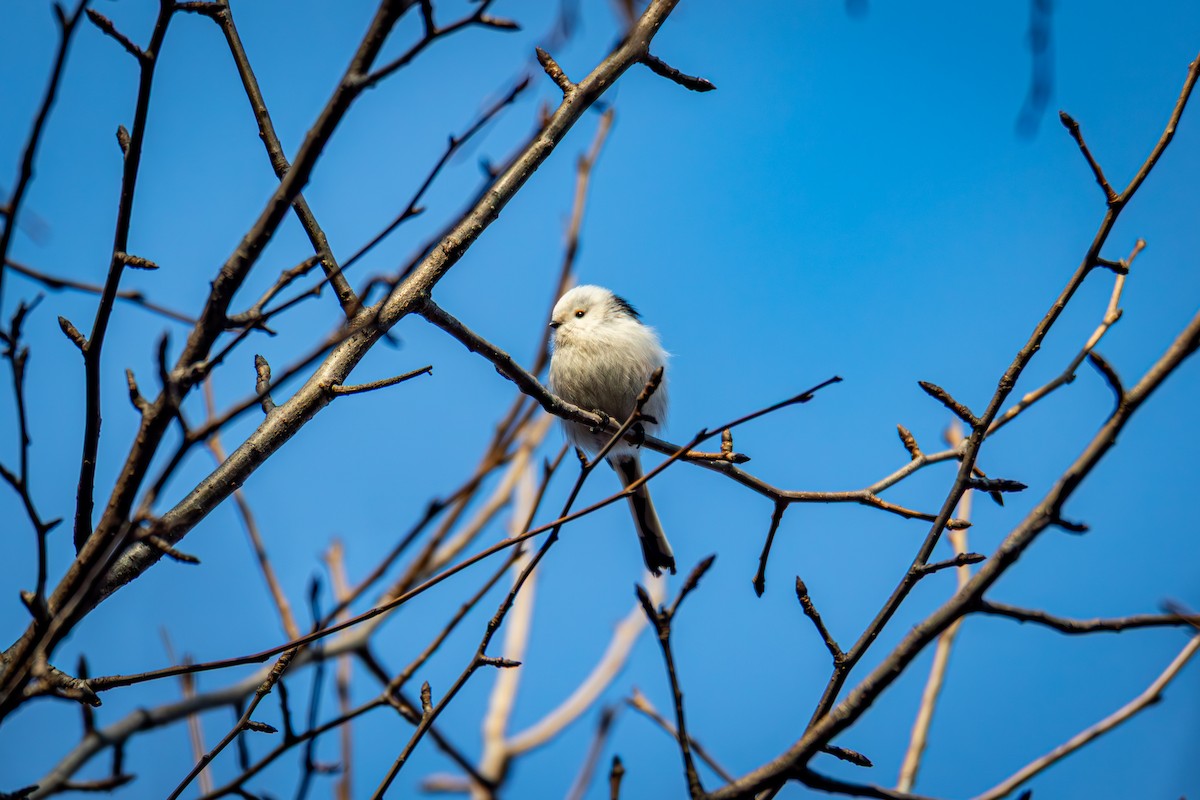Long-tailed Tit - ML645386223