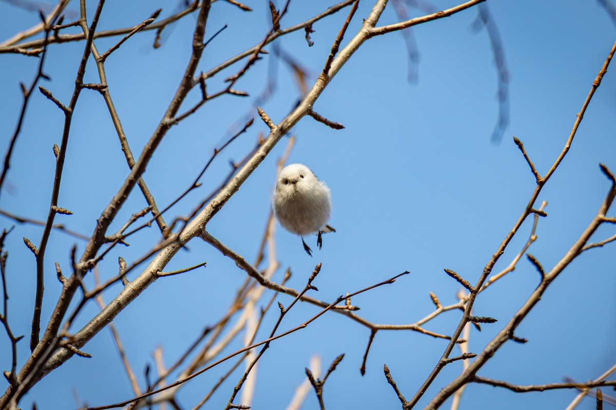 Long-tailed Tit - ML645386224