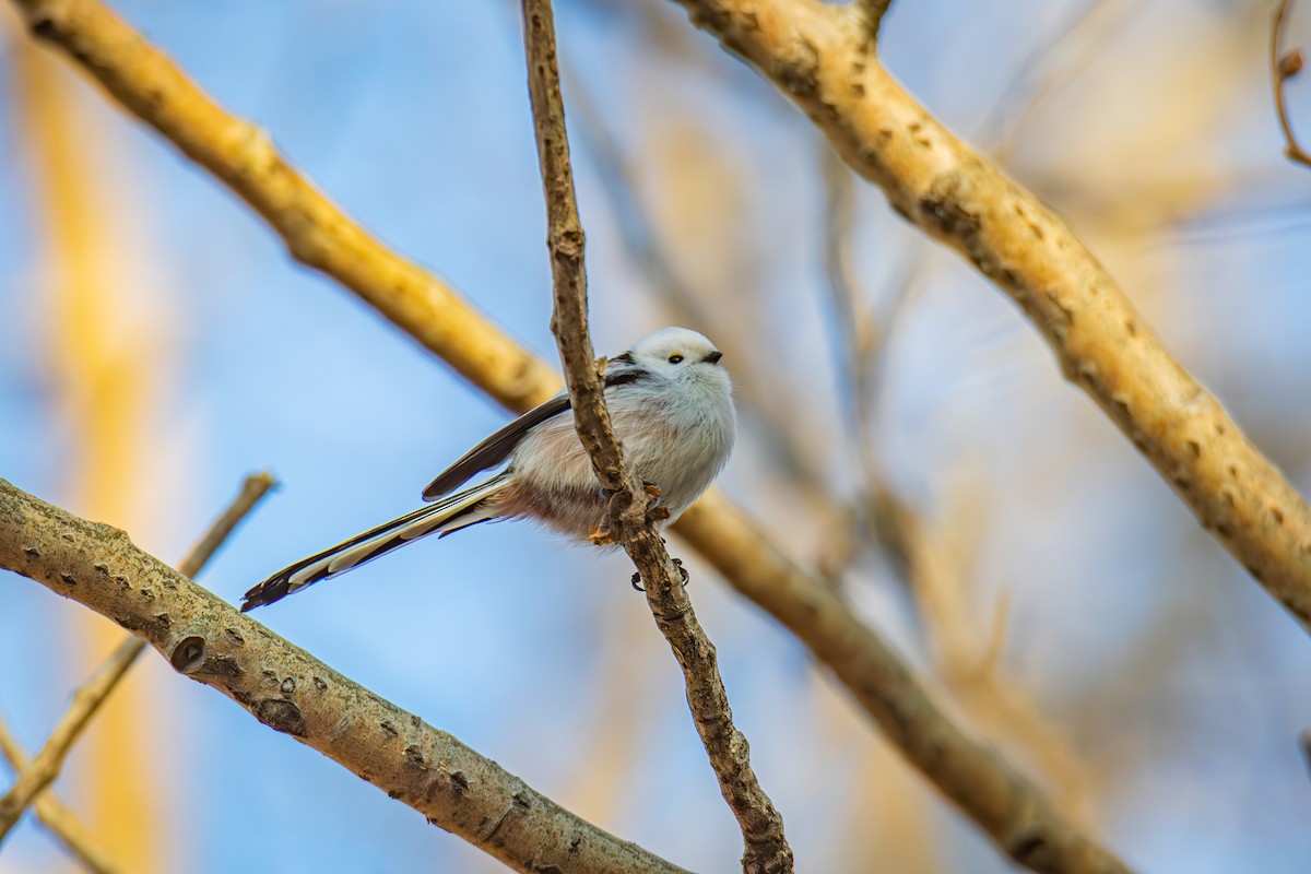 Long-tailed Tit - ML645386225
