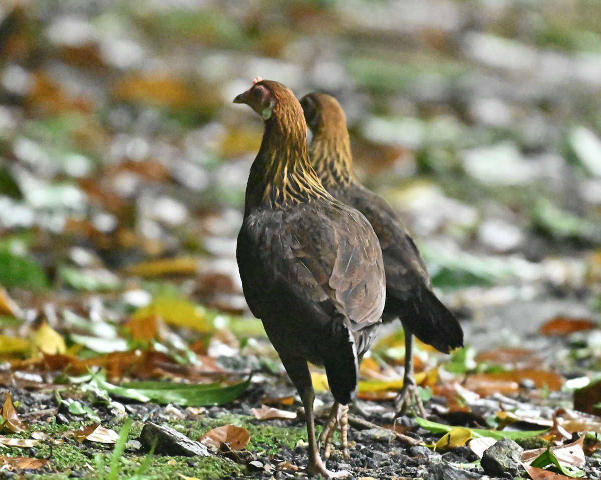 תרנגול בר (מבוית) - ML645386226