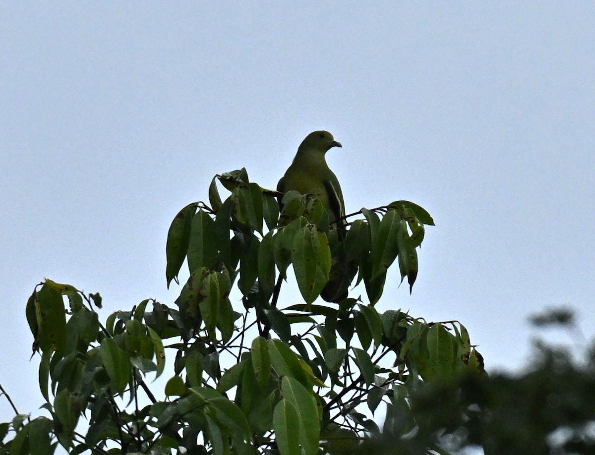 Pink-necked Green-Pigeon - ML645386228
