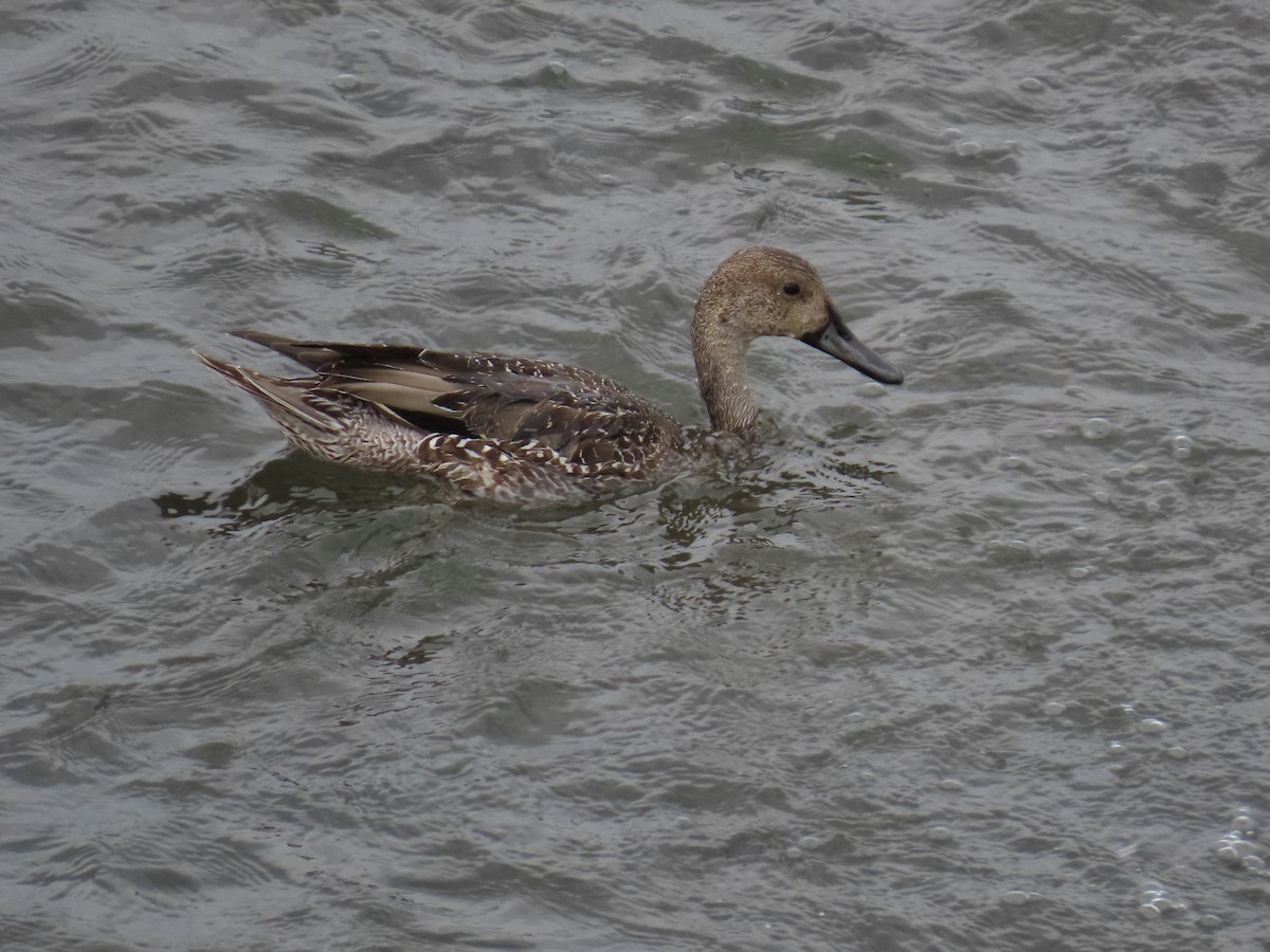 Northern Pintail - ML645386229