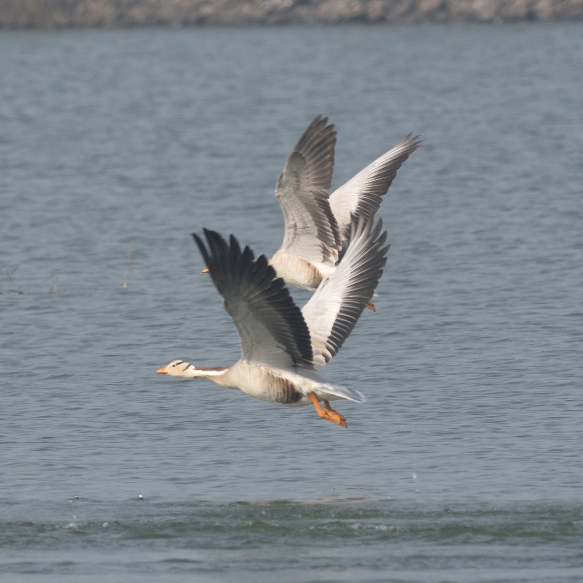 Oie à tête barrée - ML645386231